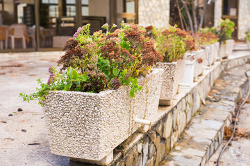Fototapeta na wymiar Green potted plants outdoor