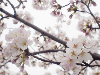 桜　滋賀