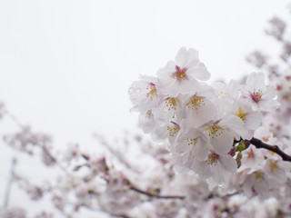 桜　滋賀