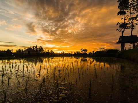 Sunset over balinese rice fields