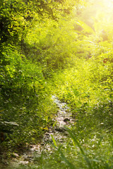 Source of river in the forest among bushes at summer. in Thailand
