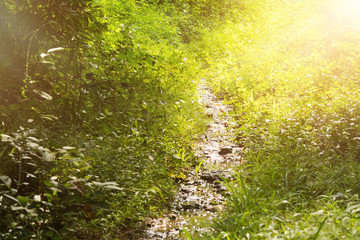 Source of river in the forest among bushes at summer. in Thailand