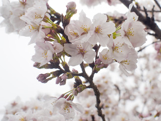 Obraz premium 桜 滋賀