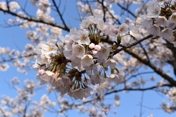 桜の花と青空