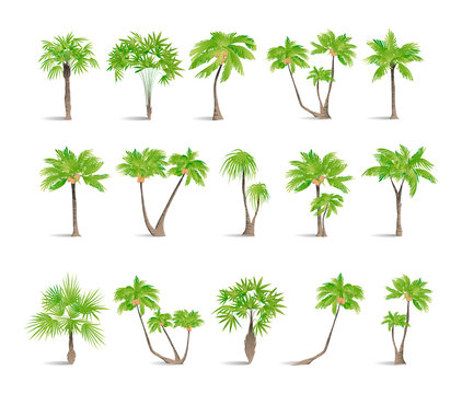Isolated palms set on white background. Tropic exotic landscape.
