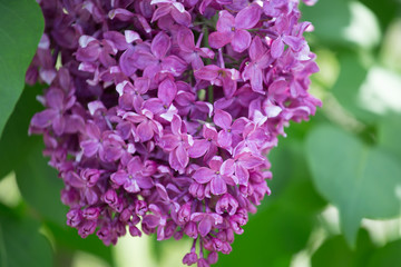 Branch blossoming lilac closeup