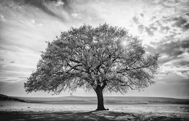 Foto op Canvas Beautiful and old Oak at the sunset. Black and white image © tutye