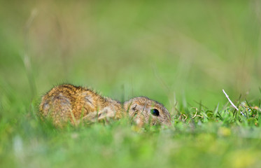 cute European ground squirrel on field (Spermophilus citellus)