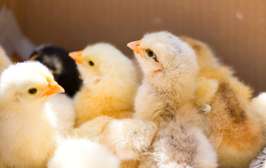 Chicks in a corrugated box awaiting transportation to sellChicks in a corrugated box awaiting transportation to sell
