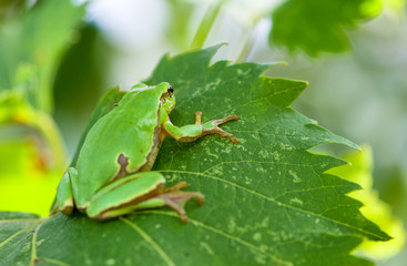 Australian Green Tree Frog sitting on a vine with green leaf background