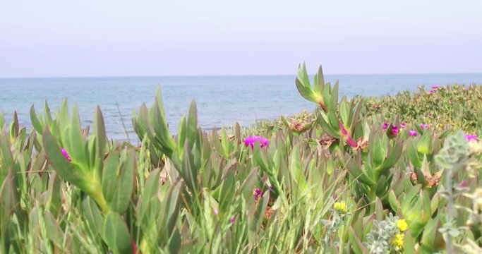 Plants sea and blue sky