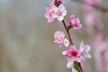 Closeup of peach blossom on blurred background of surrounding nature