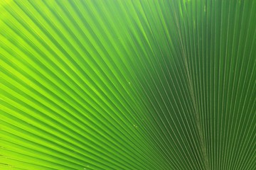 Obraz premium beautiful palm leaves