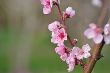 Closeup of peach blossom on blurred background of surrounding nature