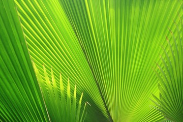 beautiful palm leaves
