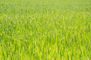 Asia rice farm background