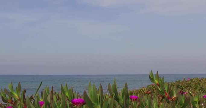 Plants sea and blue sky