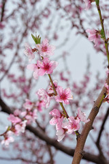 Closeup of peach blossom on blurred background of surrounding nature