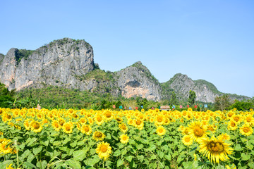 sun flower on day view background