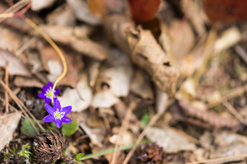 雪割草の花