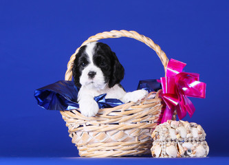 Cute black and white puppy sitting in a basket. Beautiful dog on a blue background. Puppy spaniel. Bag of shells standing next to a basket. Greeting card.
