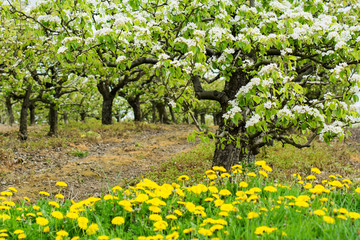 Beautiful pear trees with white flowers in spring, Sussex, England,  carpet of dandelions, selective focus