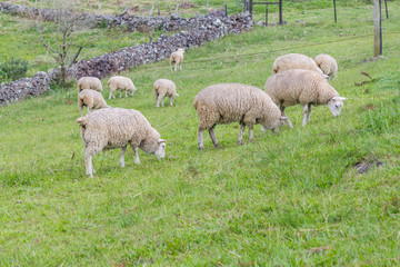Sheep grazing in a farm