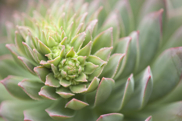 Fototapeta premium flora of Gran Canaria - Aeonium
