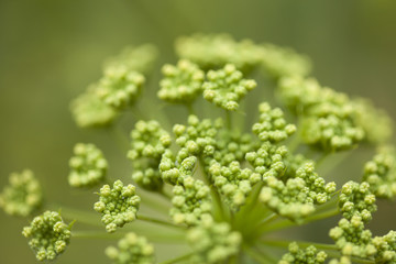 Obraz premium flora of Gran Canaria - Todaroa montana