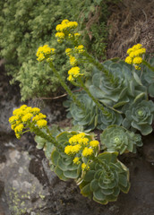 flora of Gran Canaria - Aeonium