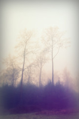 Plakat English woodland on a foggy misty morning