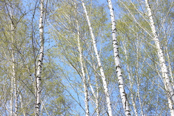 Fototapeta premium Trunks of birch trees in forest / birches in sunlight in spring / birch trees in bright sunshine / birch trees with white bark / beautiful landscape with white birches