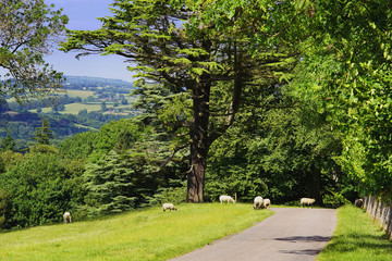 Fototapeta na wymiar lush green typical generic beautiful english cotswold landscape