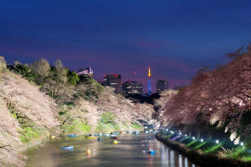 Night view of massive cherry blossoming with Tokyo tower as background. Photoed at Chidorigafuchi, Tokyo, Japan.