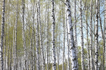 Trunks of birch trees in forest / birches in sunlight in spring / birch trees in bright sunshine / birch trees with white bark / beautiful landscape with white birches