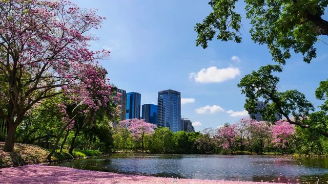 Flowers of pink trumpet trees are blossoming in Wachira Benjathana park, Public park where is in the center of Bangkok. 