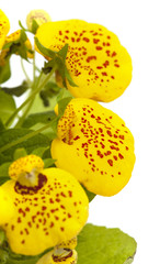 yellow Calceolaria isolated on white