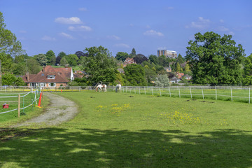 Obraz premium typical beautiful lush green english cotswold landscape 