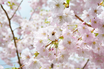 Flower ornamental cherry with spring atmosphere and blue sky