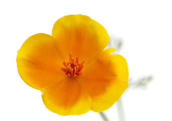 Naklejka premium Eschscholzia californica, California poppy