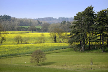 typical beautiful lush green english cotswold landscape 