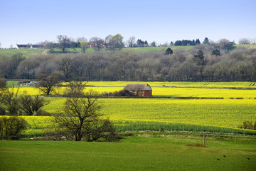 Fototapeta premium typical beautiful lush green english cotswold landscape 