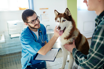 Happy doctor looking at his husky patient with owner near by © pressmaster