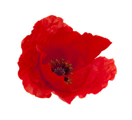 bright red poppy isolated on white