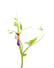 Lathyrus tingitanus,Tangier pea