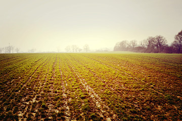 typical beautiful generic lush green english cotswold landscape