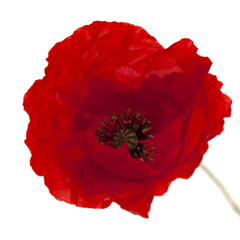 bright red poppy isolated on white