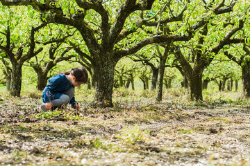 Little girl playing in the beautiful pear trees orchard