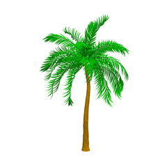 Palm tree. Isolated on white background. 3d Vector illustration.