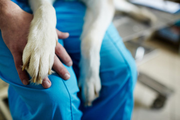 Paw of dog on hand of veterinarian